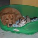 mis mascotas